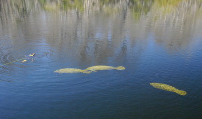 Wakulla Springs State Park, FL-01.jpg