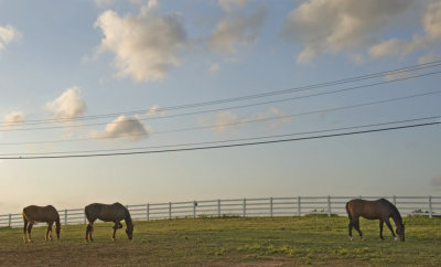 UGA Horsefarm1.jpg