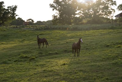 UGA Horsefarm3.jpg