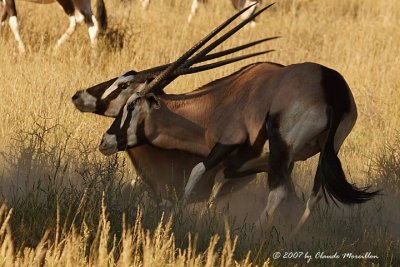 Gemsboks