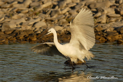 Little Egret