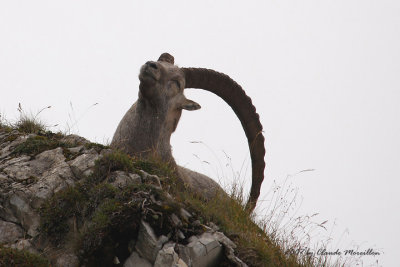 The Alpine ibex