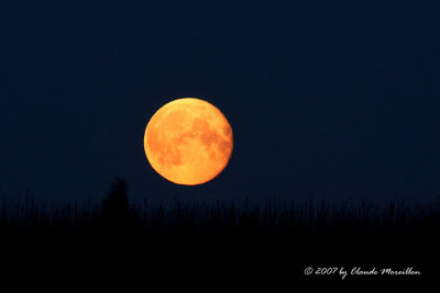Moonlight