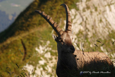 The Alpine ibex