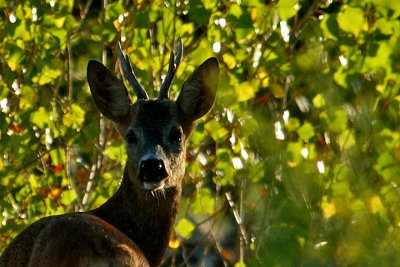 Roe Deer