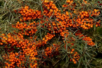 Argousier (Hippophae rhamnoides)