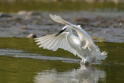 Little Egret