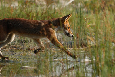 Red Fox