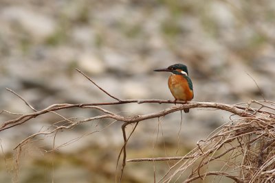 Common Kingfisher