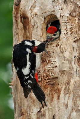 Great spotted Woodpecker