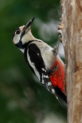 Great spotted Woodpecker