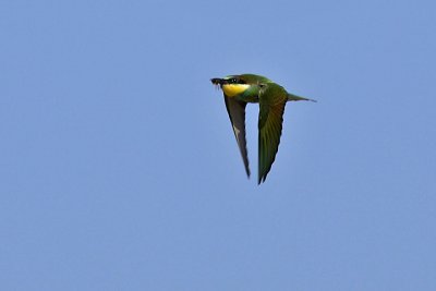 European Bee eater