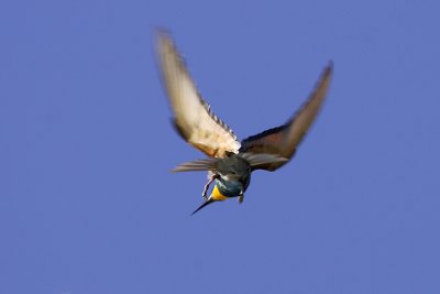 European Bee eater