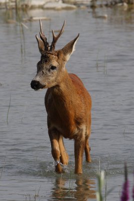 Roe Deer