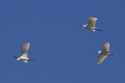 Little Egret