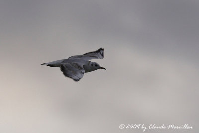 Little Gull Larus minutus