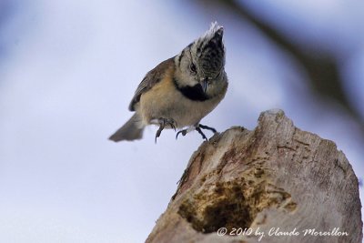 Crested Tit (Parus cristatus)