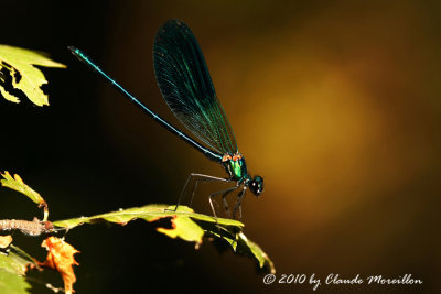 Calopteryx splendens