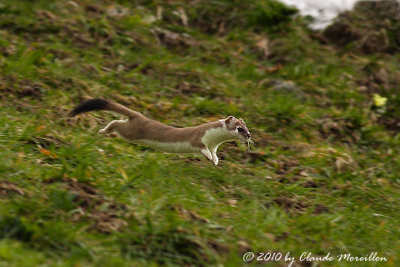 Stoat...speedy