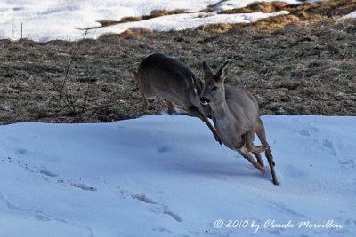 Running Roe deer