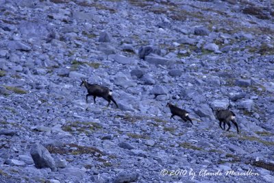 Chamois