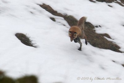 The red fox hunt master...