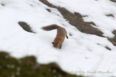 The red fox hunt master