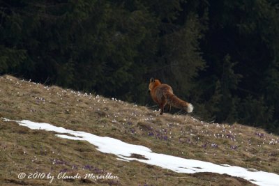 Red fox