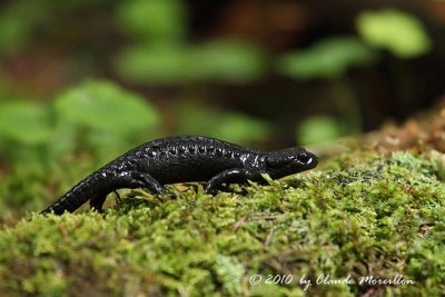 Alpine salamander or Black salamander