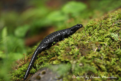 Black salamander