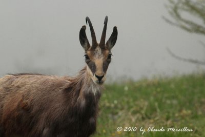 Chamois
