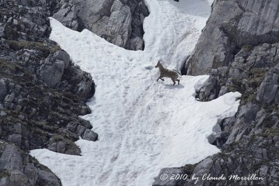 The Alpine Ibex  (female)