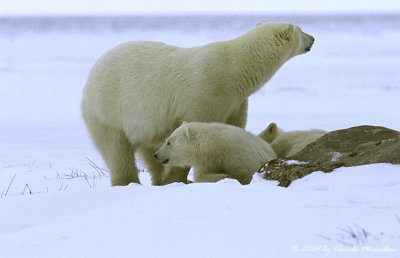 Mother with two yearling cubs