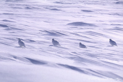 Ptarmigan