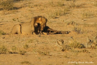 Lion and Blue Wildebeest