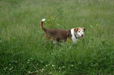 Tyson,June 2007