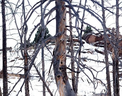FALCON TREE TANGLE.jpg