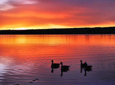 DSC_0003 4 ducks on lake 2.jpg