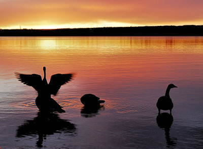 DSC_0006  GEESE  ON THE LAKE.jpg