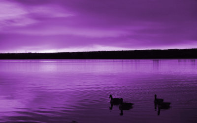 DSC_0002  PURPLE HAZE.jpg