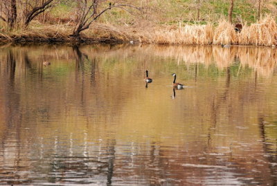 ON GOLDEN POND