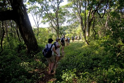 Walking through coasta forest