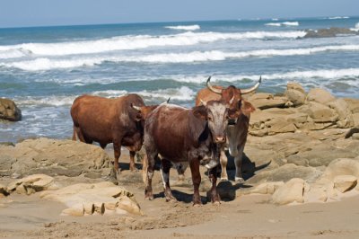 Cattle on the beach.