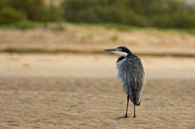 Heron on the beach