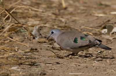 Emerald spotted dove