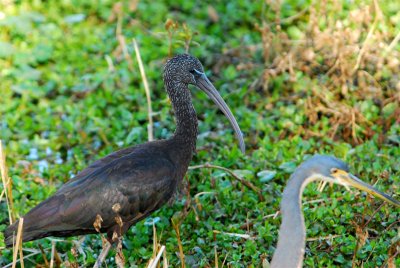 Birds in Florida