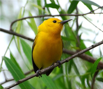 Texas Birds