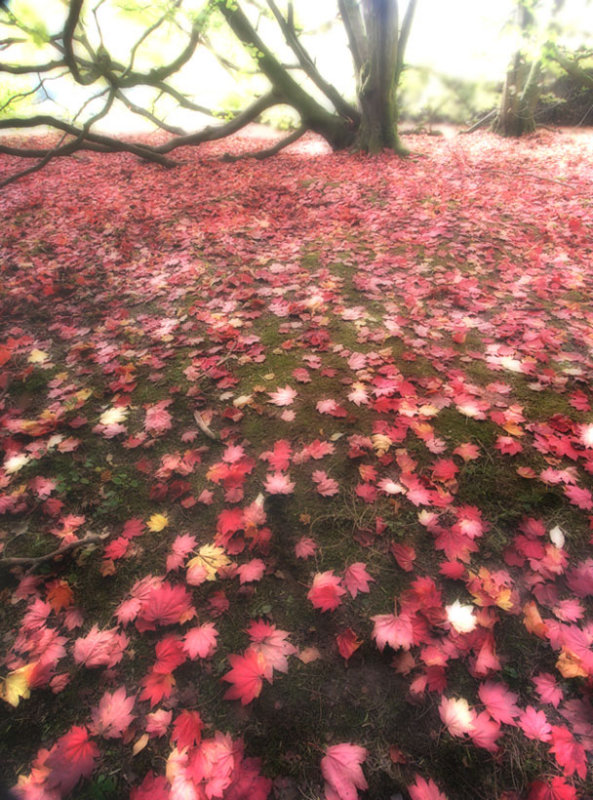 Maple-leaf Carpet