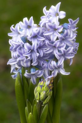 Hyacinth