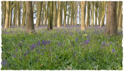 Late afternoon in the bluebells